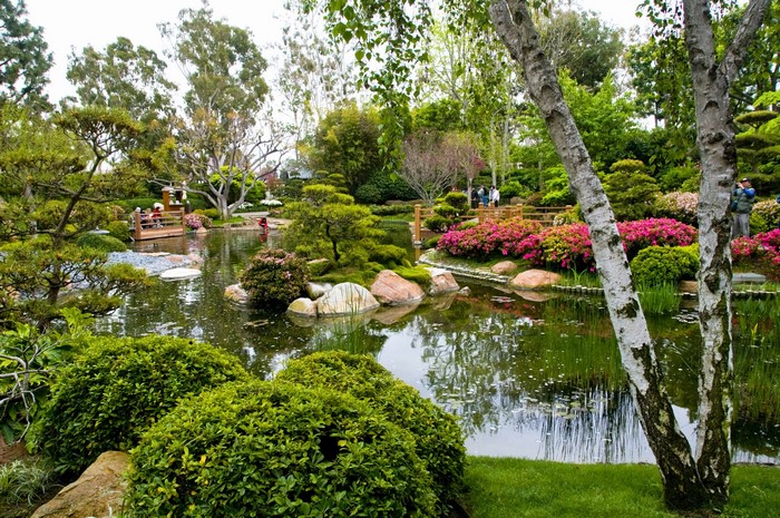 Japanese Garden with Pond and Azaleas