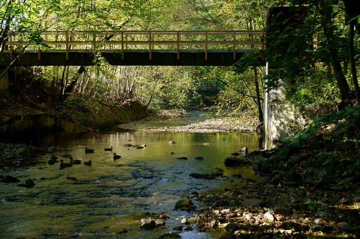 Wooden bridge over a creek with ducks