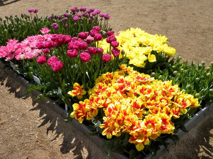 Assortment of colorful tulips in planters