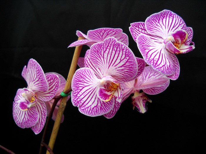 Phalaenopsis orchid flowers with purple stripes