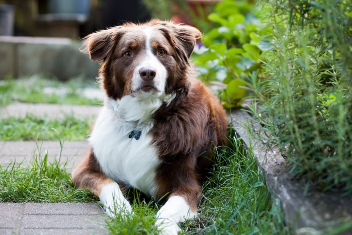 Brown and white Border Collie dog lying on grass