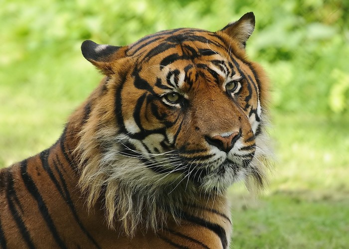 Close-up of a tiger's face
