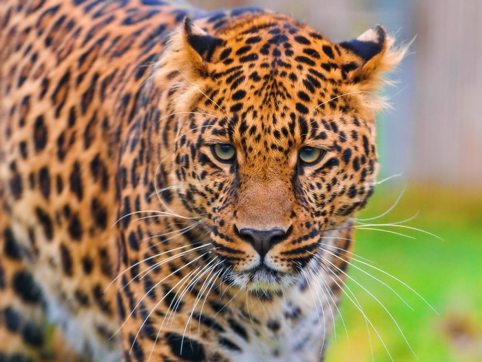 Leopard close-up portrait