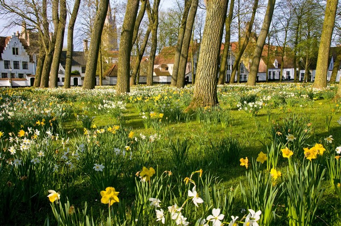 Field of Daffodils in Bruges, Belgium
