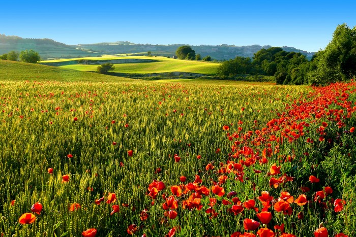 Field of wheat and poppies under a blue sky