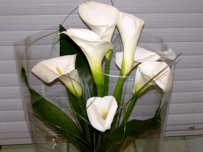 Bouquet of white calla lilies
