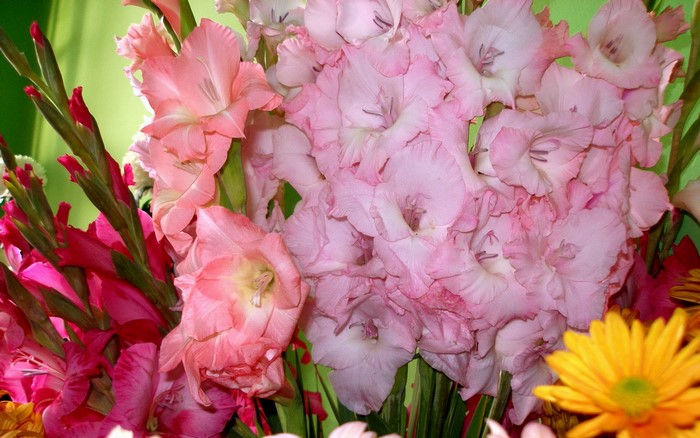 Pink and red gladioluses with yellow daisy