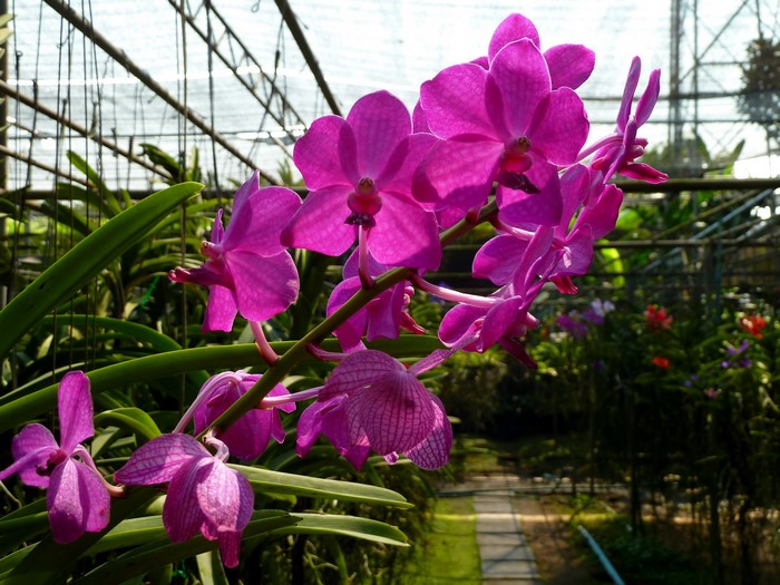 Pink orchids in a greenhouse