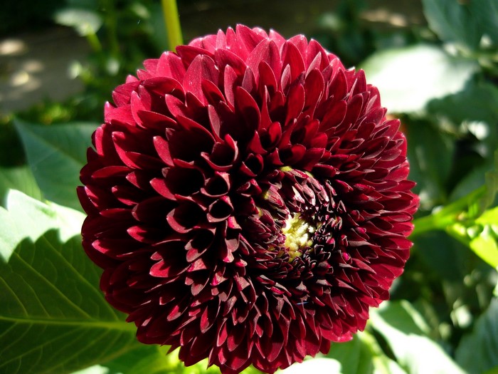 Dark Red Dahlia Flower