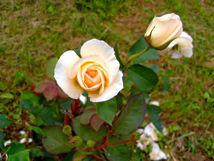 Cream colored roses in a garden