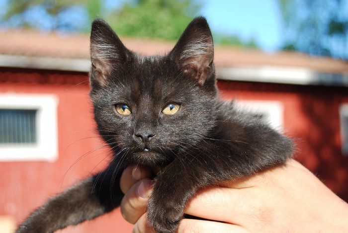 Black kitten held in a hand outdoors