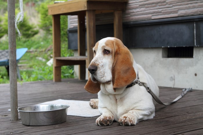 Basset Hound dog lying on a wooden deck