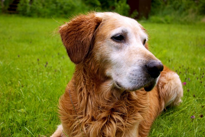 Golden Retriever dog lying on grass