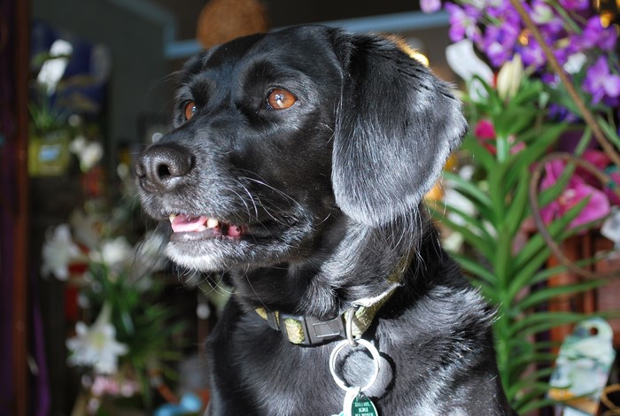Black Labrador Retriever dog with flowers