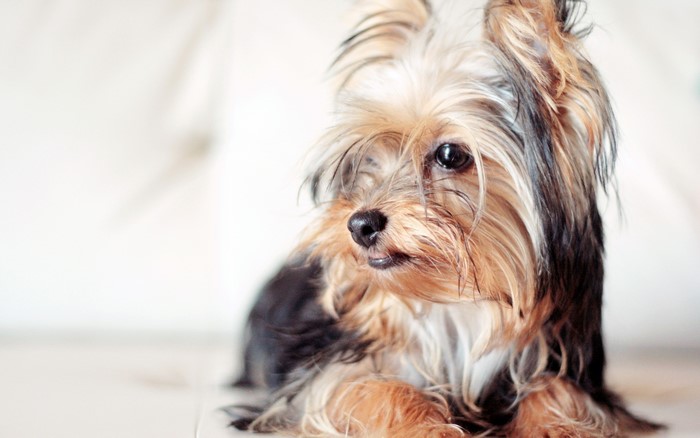 Yorkshire Terrier dog sitting on a white surface