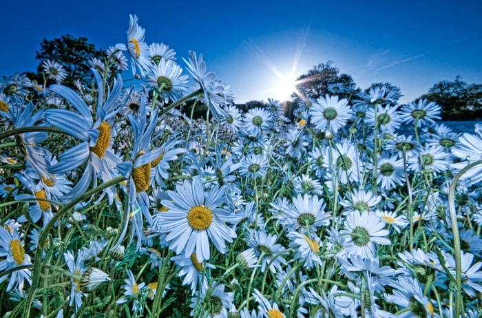 Field of white daisies under a bright sun