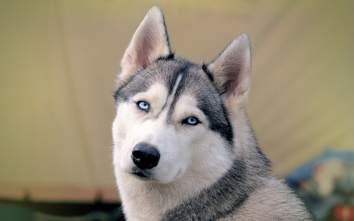 Husky dog with blue eyes