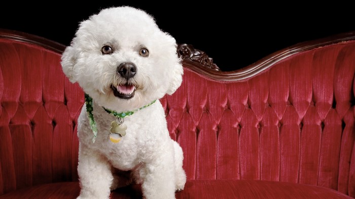 Bichon Frise dog sitting on a red couch