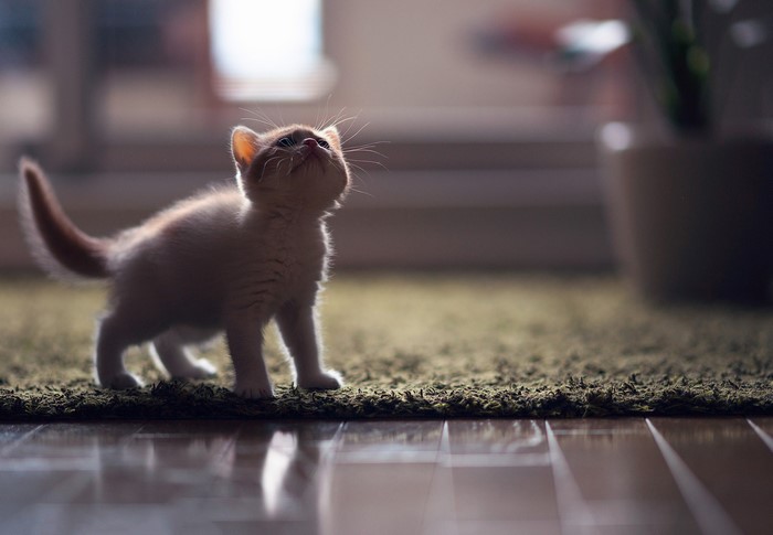 Kitten looking up in a room
