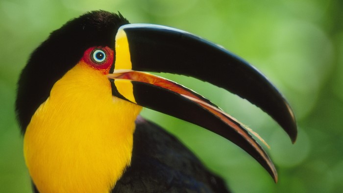 Close-up of a Toucan bird with a large beak