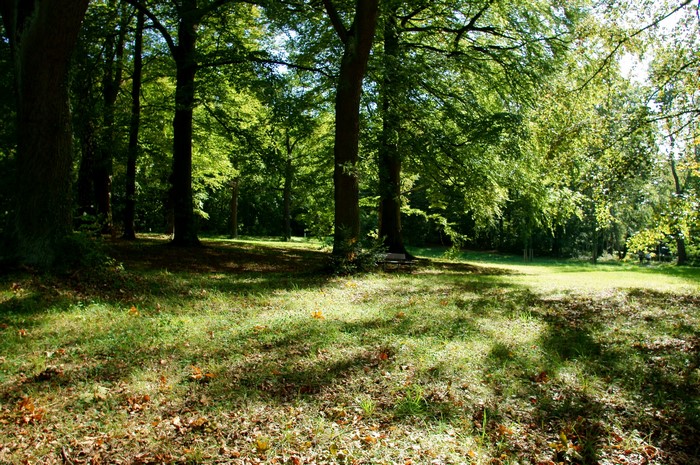 Sunlight filtering through trees in a forest clearing