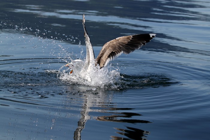 Seagull diving into water with splash