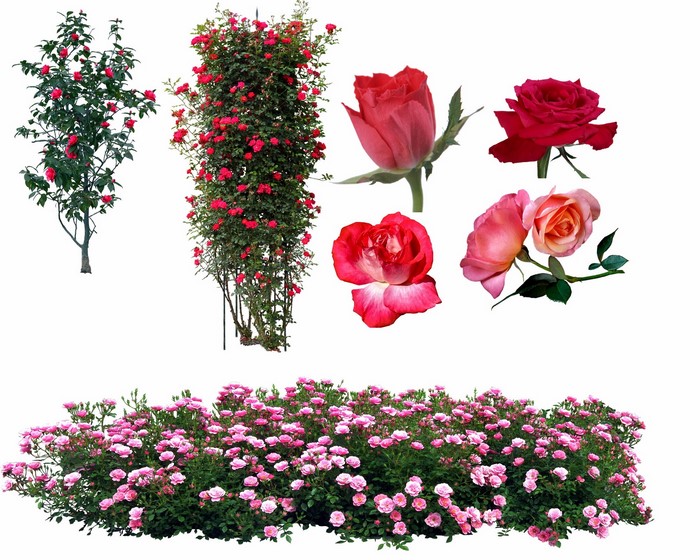 Collection of Roses and Rose Bushes