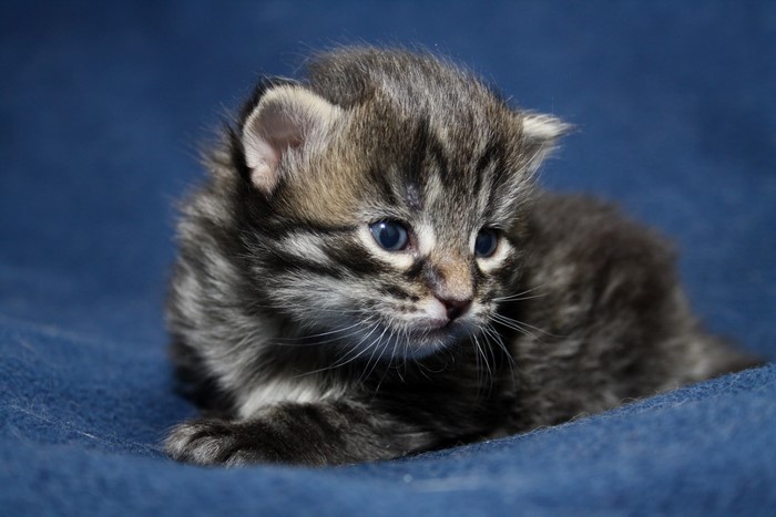 4K Tabby Kitten on Blue Blanket