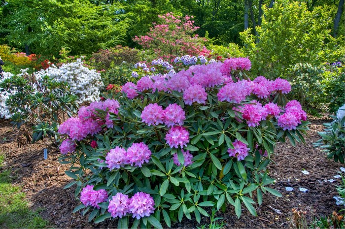 Pink Rhododendron bush in a garden