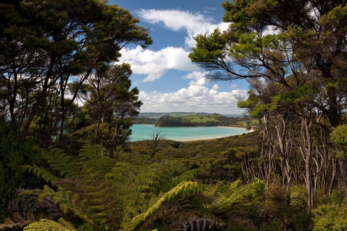 Coastal Bay viewed through Forest in New Zealand
