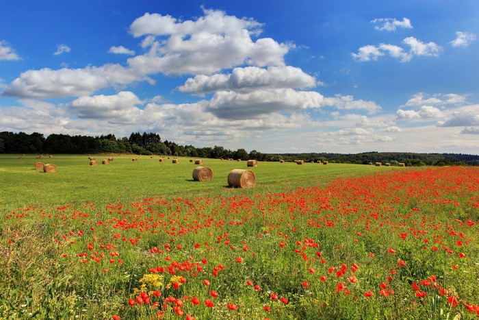 Hay bales in a field of poppies