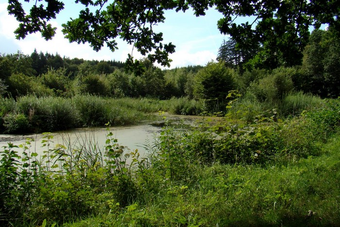 Swampy pond surrounded by trees and vegetation