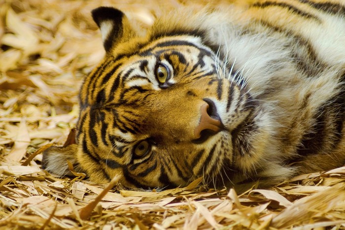 Tiger lying on dry leaves