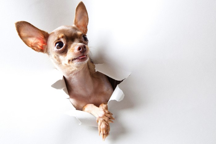 Chihuahua peeking through torn paper