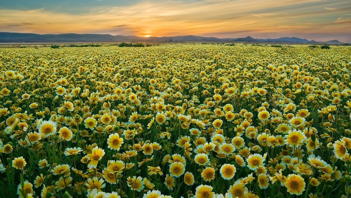 Field of yellow flowers at sunset