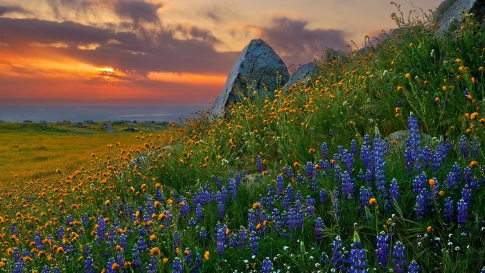Wildflowers blooming on a hillside at sunset