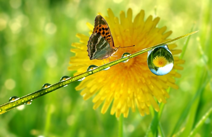 Butterfly on a blade of grass with water droplets and dandelion