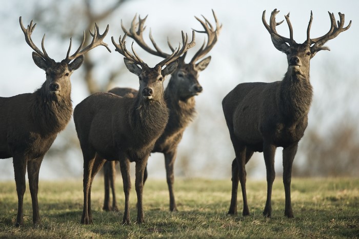 Four deer with antlers in a field