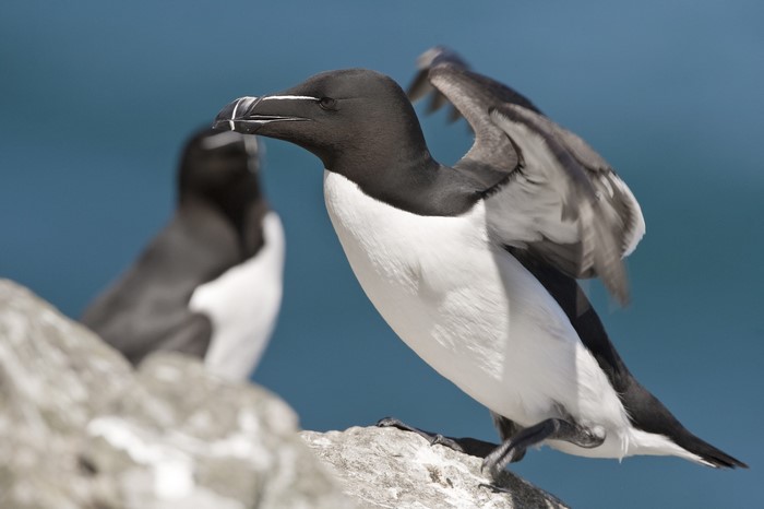 Razorbill birds on a rocky outcrop
