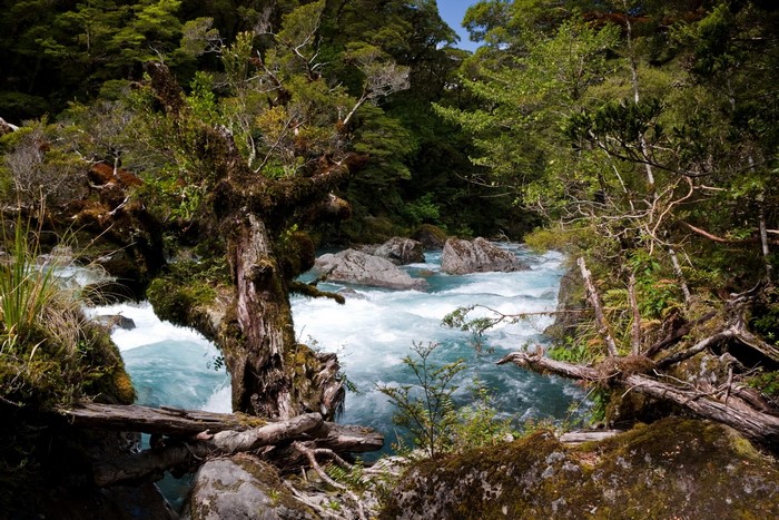 River flowing through a dense forest with mossy trees