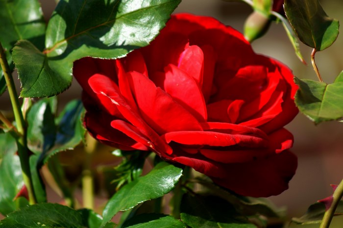 Red rose with green leaves