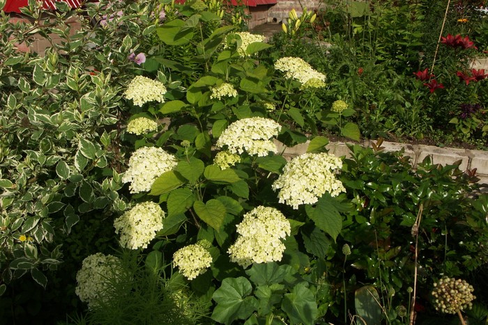 White Hydrangea flowers in a garden