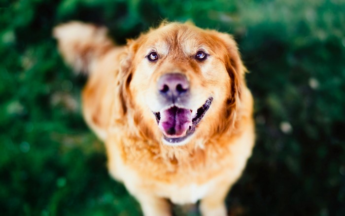 Golden Retriever dog looking up