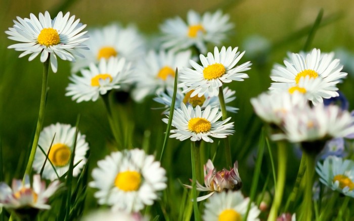 Bright White Camomile Flowers in Green Meadow