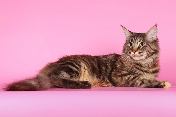 Maine Coon Cat Lying Down