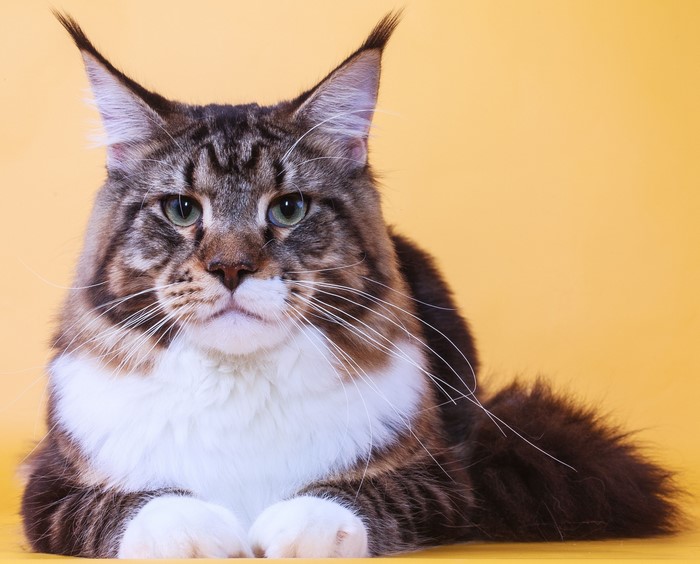 Maine Coon cat with brown and white fur