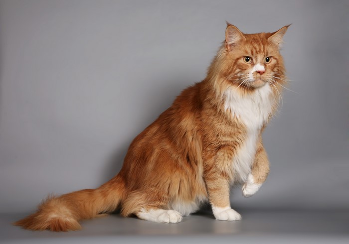 Orange Maine Coon Cat Sitting