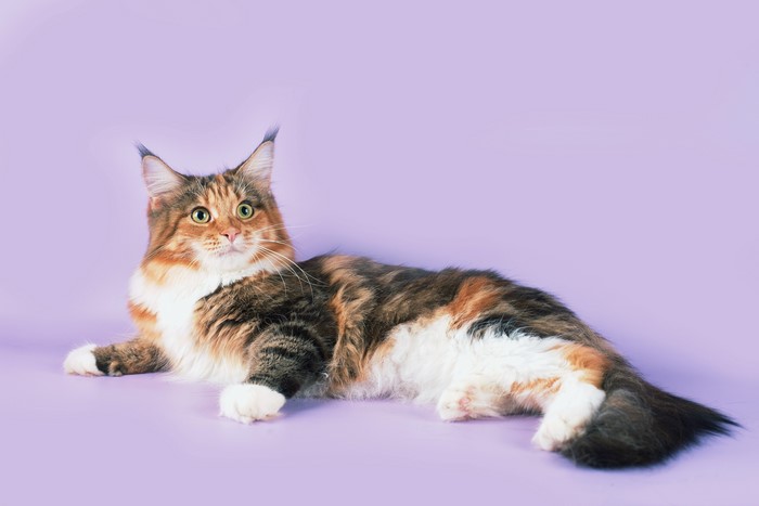 Maine Coon Cat with Calico Fur