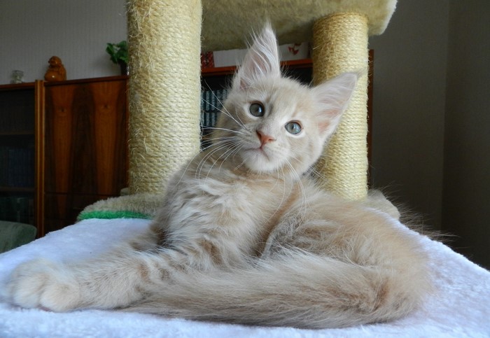 A fluffy cream-colored kitten with blue eyes sits on a white surface.