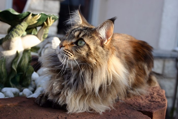 Maine Coon cat sitting outdoors